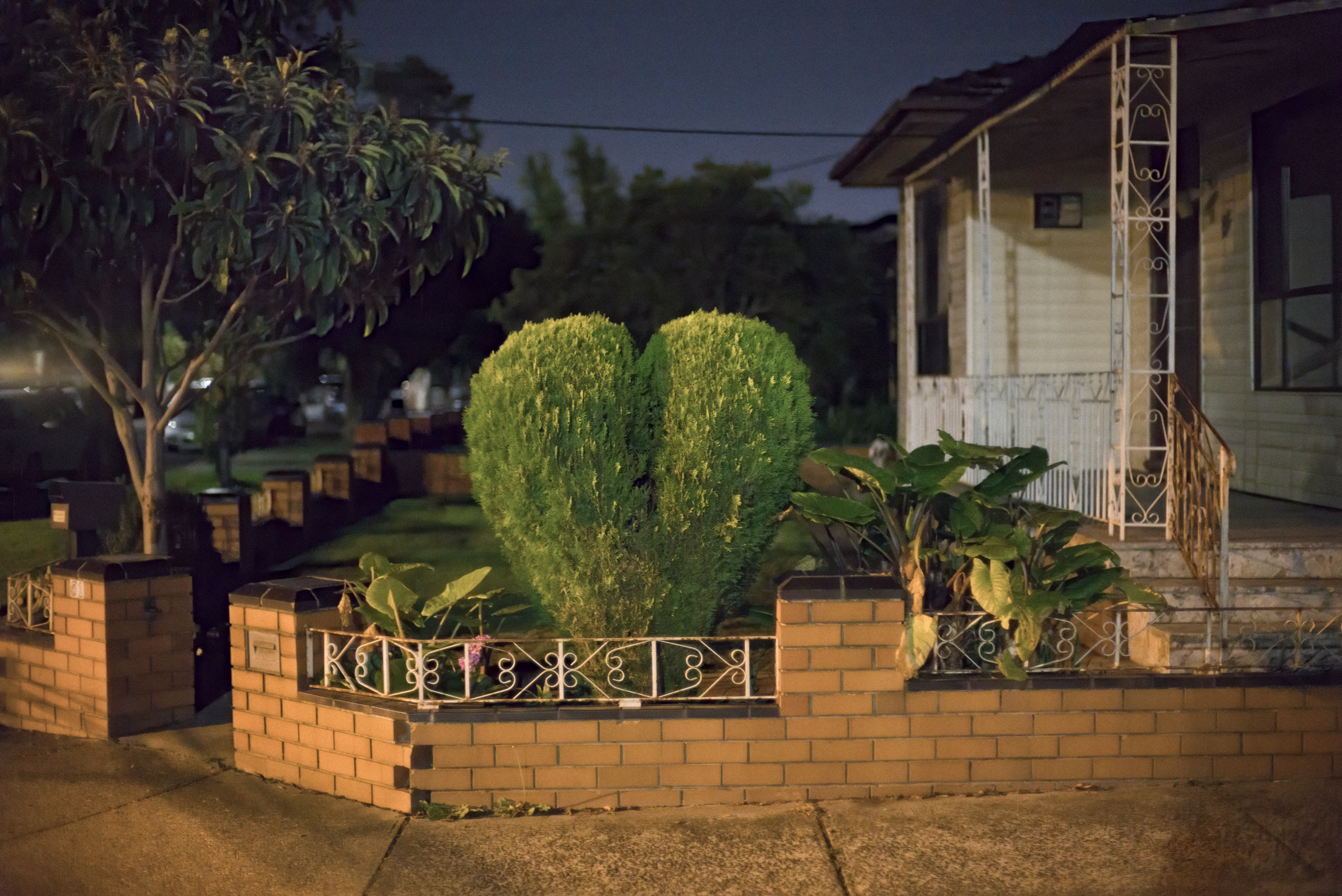 Pender St heart shaped bush